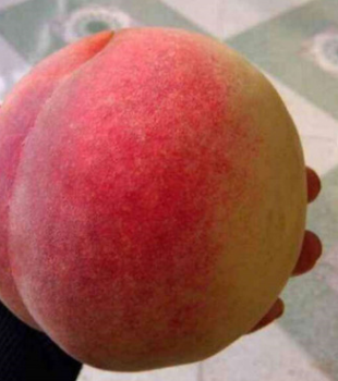 春秋季種植桃樹苗注意哪些事項裕農農業提供嫁接品種桃樹苗管理