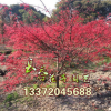日本紅楓 四季紅 中國紅楓紅舞姬 盆栽 紅楓樹苗 庭院綠化紅舞姬
