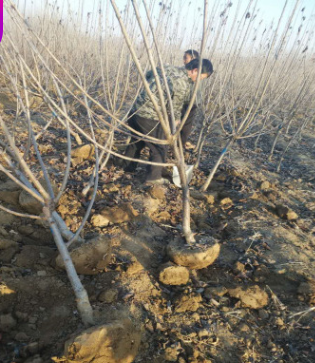 農大提供新品種俄羅斯8號櫻桃苗 嫁接櫻桃苗3公分以上量大