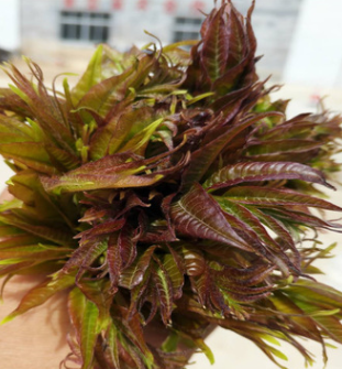 供應紅油香椿苗 品質保障 價格優惠 大棚栽地栽紅油香椿苗