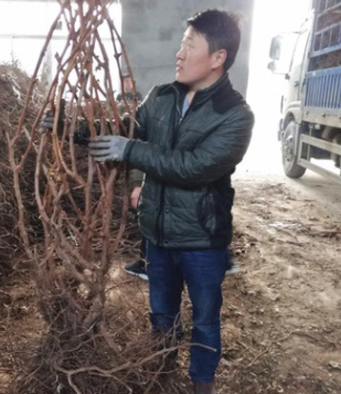 20年基地育苗經(jīng)驗 巨玫瑰葡萄苗 陽光玫瑰葡萄苗 保護根系發(fā)貨
