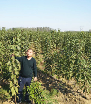 美早櫻桃苗現挖現賣 那個品種櫻桃苗結果早 車厘子櫻桃苗價格