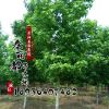特價(jià)出售優(yōu)質(zhì)五角楓樹(shù)苗 3-12cm五角楓樹(shù)苗 各種規(guī)格齊全