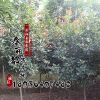 優質綠化工程紅葉石楠 12cm高桿紅葉石楠 行道樹 高桿石楠