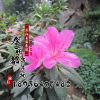 基地批發(fā)花卉盆栽 杜鵑花西洋杜鵑 四季開(kāi)花帶根發(fā)貨 毛鵑