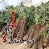 批發(fā)供應(yīng)綠化苗木 棕櫚苗 園林綠化 規(guī)格齊全 棕櫚樹(shù)苗 棕櫚