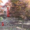基地綠化苗木批發(fā) 日本紅楓樹(shù)規(guī)格全正宗嫁接日本紅楓樹(shù)苗