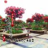 樹(shù)狀月季花苗月季花苗開(kāi)花多色樹(shù)樁大花樹(shù)狀月季花樹(shù)苗1.5-10公分