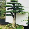 精品造型羅漢松盆景樹樁 米葉羅漢松 珍珠菊花羅漢松老樁別墅庭院