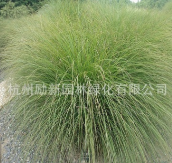 花葉芒 水生植物 細葉芒 水培人工植物 大量批發