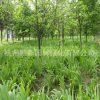 鳶尾 、細徑針茅、 黃花 紅花 水生植物基地直銷批發