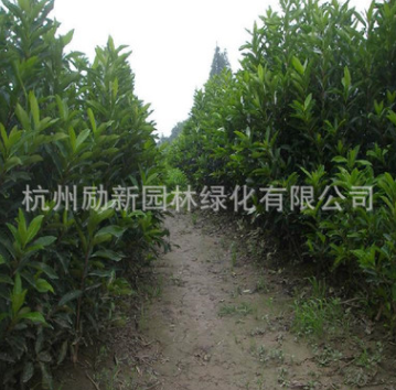 批發(fā)法國(guó)冬青 青珊瑚 規(guī)格齊全 基地直發(fā) 量大從優(yōu)