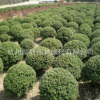 基地直銷 龜甲冬青 大葉黃楊 盆栽 毛球 規格齊全 綠化工程