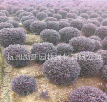 紅花檵木 基地直銷 各種規(guī)格 品種齊全 園林綠化 常綠植物