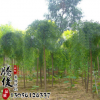 基地直銷垂槐綠化工程苗木 垂槐樹苗 龍爪槐苗 園林道路綠化