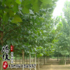 基地直銷優質行道綠化樹法桐 綠化專用改進大氣 量大從優