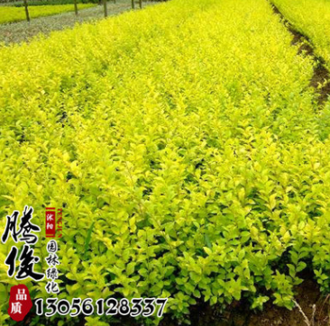 基地直銷金葉水蠟苗 金葉水蠟工程苗 量大優惠 低價批發 量大從優