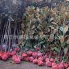 基地直銷工程綠化苗木 廣玉蘭小苗 規(guī)格全 行道樹綠化 廣玉蘭樹苗