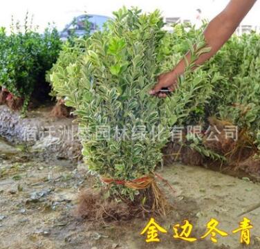 金邊冬青 金邊黃楊樹 金邊冬青 衛(wèi)矛冬青樹 黃楊球綠化