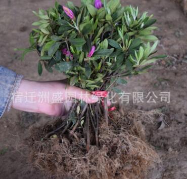 綠化工程杜鵑花 杜鵑 毛杜鵑 春鵑 映山紅 毛鵑