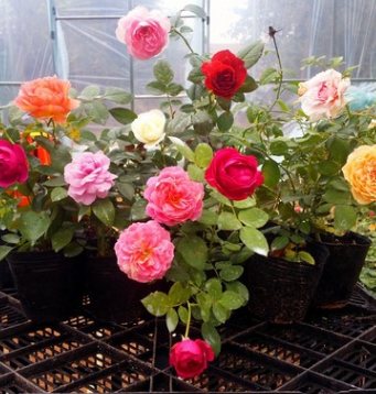 歐月藤本月季花苗庭院陽臺盆栽花卉多花薔薇爬藤植物玫瑰四季開花