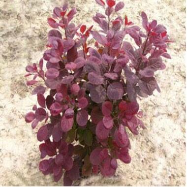 基地直銷美國紅櫨 品種純正 基地批發各種規格綠化苗木