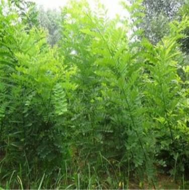 低價批發工程國槐苗 黃金槐苗 黃金槐樹 金枝國槐樹