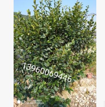 福建含笑球園林綠化工程苗木