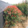 紅葉石楠球苗圃直銷 四季常青綠化工程苗