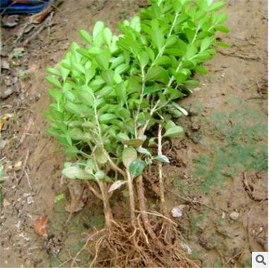 苗圃直銷小葉黃楊 冬青苗四季常青小區庭院綠籬