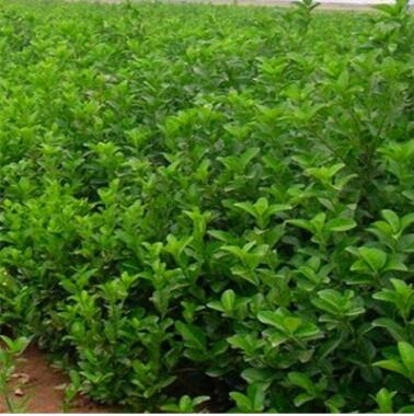 基地低價直銷 膠東衛矛苗 工程綠化苗四季常青 色塊綠化小苗