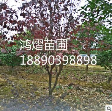 湖南優質綠化樹木紅葉李 工程苗行道樹基地直銷凈化空氣現貨批發