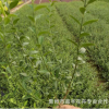 批發優質爬藤植物 小葉扶芳藤大葉扶芳藤 攀緣植物 綠化綠籬