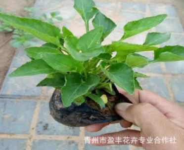 基地直銷優質紫花地丁 質優價廉 宿根花卉紫花地丁