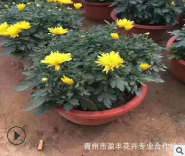 山東青州花卉批發國慶用花環菊觀賞大菊花 國慶菊歡迎訂購