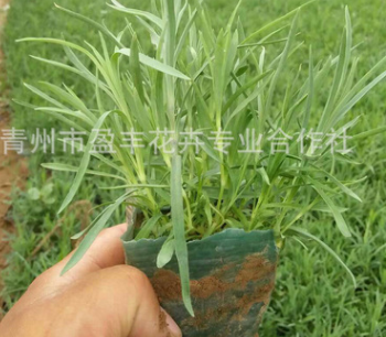 低價批發石竹 地被石竹 青州宿根花卉 盆栽 基地直銷 量大從優