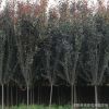 批發(fā)苗圃園林綠化苗木 紅葉李小苗 紫葉李樹苗 根系發(fā)達