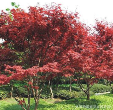 紅楓樹苗日本紅楓樹苗美國紅楓樹苗四季紅楓紅葉楓樹綠化苗木