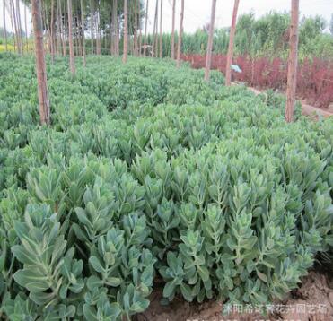 基地銷售八寶景天 綠化工程專用苗 八寶景天 批發(fā)價