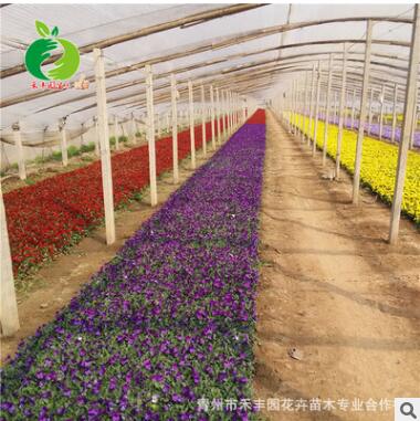 青州禾豐園花卉角堇培育 小蝴蝶花 貓臉花