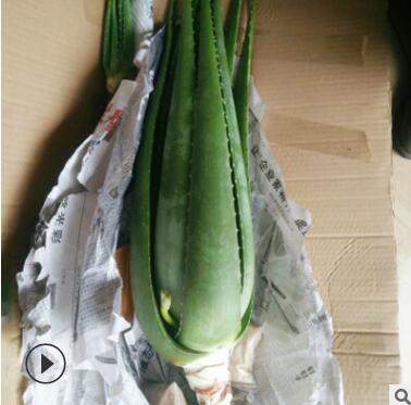 正宗庫拉索蘆薈 美容蘆薈盆栽 蘆薈苗