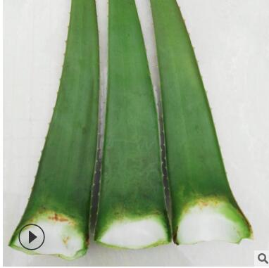 500克新鮮庫拉索蘆薈葉片美國超大美容食用鮮葉蘆薈