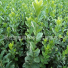 基地?zé)徜N(xiāo)衛(wèi)矛苗 四季長(zhǎng)青衛(wèi)矛小苗 園林綠化觀(guān)賞小苗批發(fā)