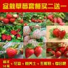 草莓種子套餐 奶油草莓種子包郵 四季播