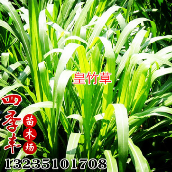 草籽 皇竹草草籽 新型黃竹草 甜象草牧草牛羊豬鼠牧草 發芽高