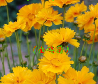 大花金雞菊 金雞菊 觀賞花卉陽臺庭院盆栽 金雞獨立 絢麗奪目