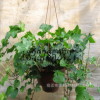 常春藤 盆栽 常青藤 凈化室內空氣吸甲醛室內辦公室綠色植物花卉