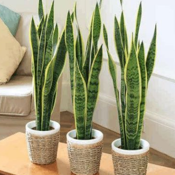 金邊虎皮蘭盆栽 室內客廳綠植大 虎尾蘭 花卉凈化空氣吸甲醛植物