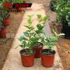 批發供應盆栽白色茉莉花苗木 盆栽植物芳香四溢 庭院觀賞盆栽