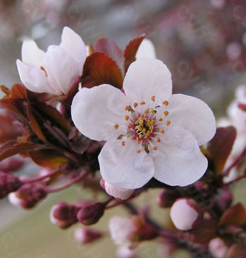 基地批發紫葉李 紅葉李樹苗 優質扦插小苗 貨源充足規格齊全